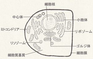 図1-2 動物細胞の模式図